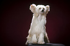 sitting Chinese Crested Powderpuff