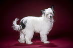 standing Chinese Crested Dog