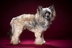 standing Chinese Crested Dog