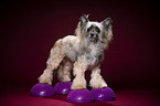 standing Chinese Crested Dog