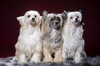 sitting Chinese Crested Powderpuffs