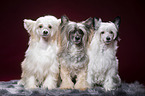 sitting Chinese Crested Powderpuffs