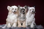 sitting Chinese Crested Powderpuffs