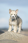 standing Chinese Crested Powderpuff