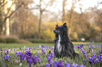 sitting Chinese Crested Powderpuff