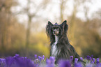 sitting Chinese Crested Powderpuff