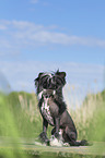 sitting Chinese Crested Powderpuff