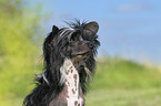 Chinese Crested Powderpuff portrait