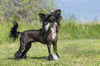 standing Chinese Crested Powderpuff