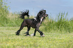 running Chinese Crested Powderpuff