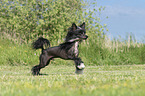 running Chinese Crested Powderpuff