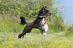 running Chinese Crested Powderpuff