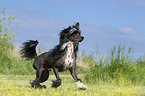 running Chinese Crested Powderpuff