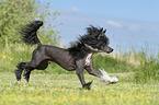 running Chinese Crested Powderpuff