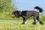 walking Chinese Crested Powderpuff