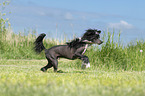 running Chinese Crested Powderpuff