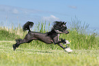 running Chinese Crested Powderpuff