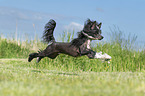 running Chinese Crested Powderpuff