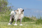 standing Chinese Crested Powderpuff