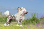 standing Chinese Crested Powderpuff