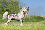 standing Chinese Crested Powderpuff