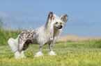 standing Chinese Crested Powderpuff