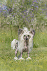 standing Chinese Crested Powderpuff