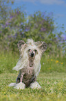 sitting Chinese Crested Powderpuff