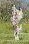 standing Chinese Crested Powderpuff