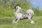 playing Chinese Crested Powderpuff