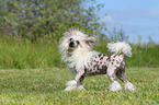 playing Chinese Crested Powderpuff