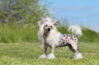 standing Chinese Crested Powderpuff