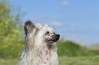 Chinese Crested Powderpuff portrait