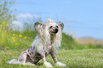 sitting Chinese Crested Powderpuff