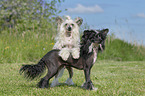 standing Chinese Crested Powderpuffs