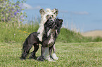 standing Chinese Crested Powderpuffs
