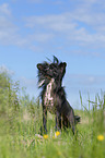 standing Chinese Crested Powderpuff