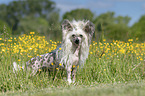 standing Chinese Crested Powderpuff