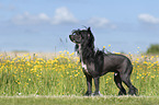 standing Chinese Crested Powderpuff