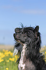 Chinese Crested Powderpuff portrait