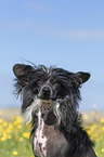 Chinese Crested Powderpuff portrait