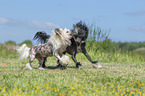 playing Chinese Crested Powderpuffs