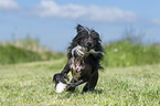 running Chinese Crested Powderpuff