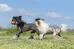 playing Chinese Crested Powderpuffs