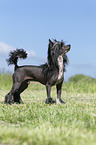 standing Chinese Crested Powderpuff