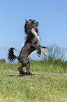 standing Chinese Crested Powderpuff