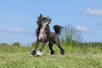 playing Chinese Crested Powderpuff