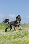 running Chinese Crested Powderpuff