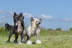 standing Chinese Crested Powderpuffs