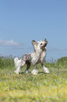 standing Chinese Crested Powderpuff